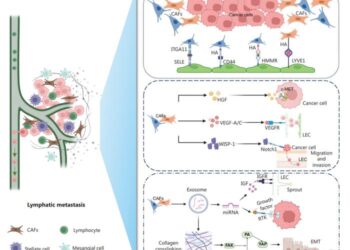 Fibroblast functionality: a pivotal piece in cancer’s spreading puzzle