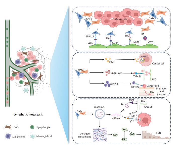 Roles of CAFs in shaping the lymphatic metastatic landscape.