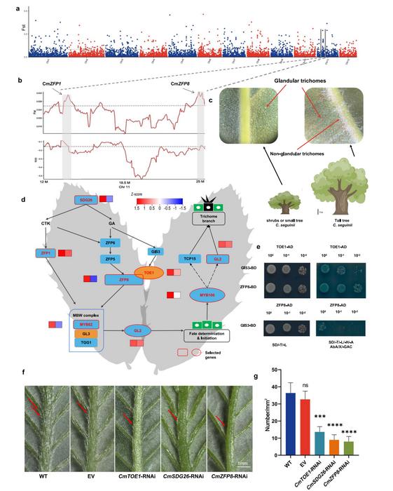 Genetic differentiation of Seguin chestnut and local adaptation.