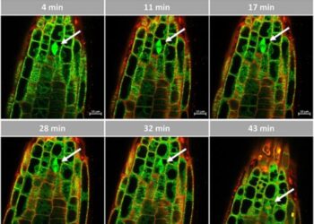 Response of microtubules to the essential oil of M. x piperita in Arabidopsis.