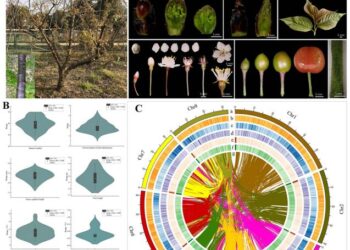De novo genome assembly of Prunus pseudocerasus.