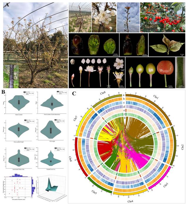 De novo genome assembly of Prunus pseudocerasus.