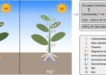 Summarized illustration of physiological and molecular insights underlying the Mg2+-deficiency response in C. sinensis.