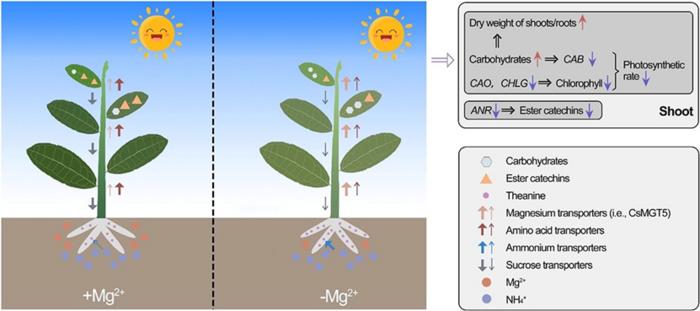 Summarized illustration of physiological and molecular insights underlying the Mg2+-deficiency response in C. sinensis.