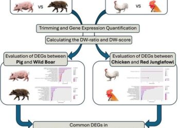 Workflow of transcriptome meta-analysis