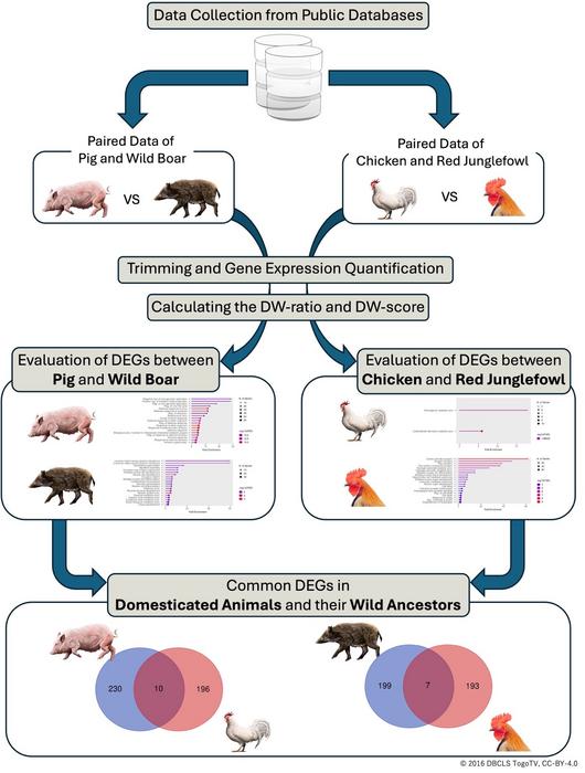 Workflow of transcriptome meta-analysis