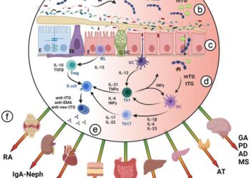 Pathogenic mechanisms by which gluten/gliadin peptides induce inflammation in remote organs, and the extended potential harmful effects in non-celiac ADs
