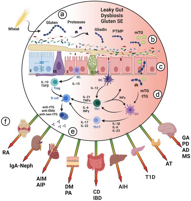 Pathogenic mechanisms by which gluten/gliadin peptides induce inflammation in remote organs, and the extended potential harmful effects in non-celiac ADs