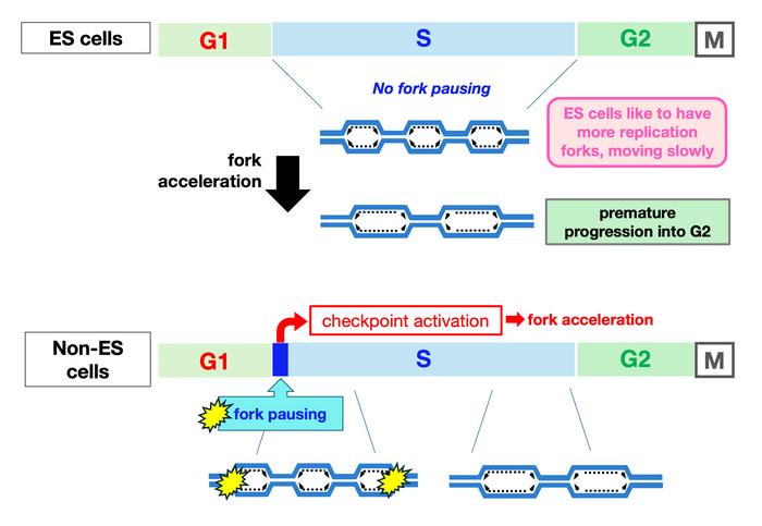 Comparison of DNA Replication Mechanism in ES and non-ES cells