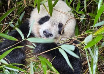 Habitat connectivity drives panda recovery: Study