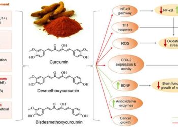 Molecular targets and impact of turmeric on lifestyle diseases