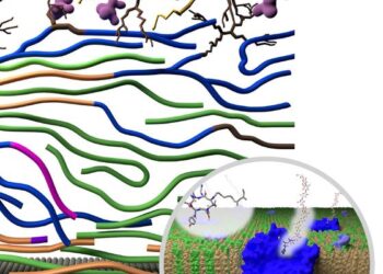 A cell-wall snapshot from molecular dynamics