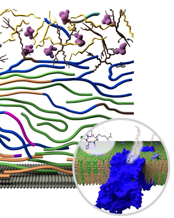 A cell-wall snapshot from molecular dynamics