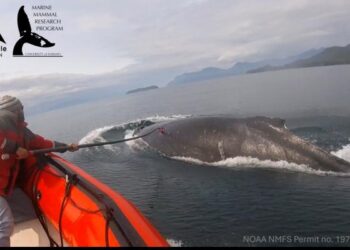 Whale tag deployment