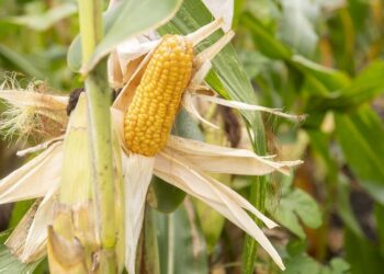 close-up of corn plant