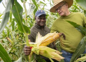 Improving genomic selection for climate resilient corn