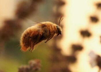 Valley carpenter bee