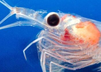 Genes controlling eye development and light sensitivity differed between the Northern krill from the Atlantic Ocean versus the Mediterranean Sea. The researchers believe this reflects genetic adaptations of behaviour and development to different waters.