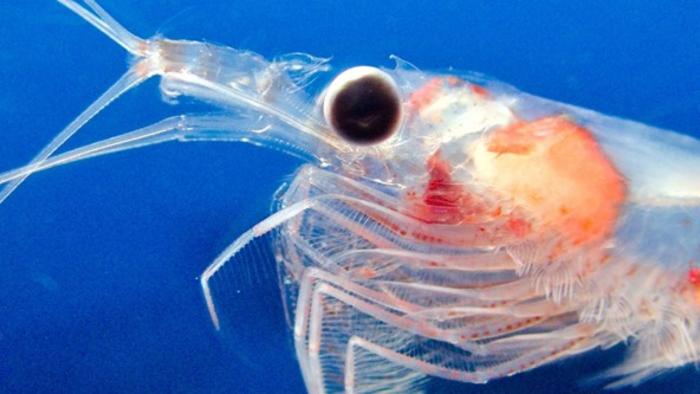 Genes controlling eye development and light sensitivity differed between the Northern krill from the Atlantic Ocean versus the Mediterranean Sea. The researchers believe this reflects genetic adaptations of behaviour and development to different waters.