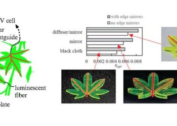 Maple-leaf-shaped luminescent solar concentrator (LSC) may enhance the collection and transfer of light to photovoltaic (PV) cells. Researchers evaluated the optical efficiency of the leaf-shaped LSCs under uniform irradiation by white LED.