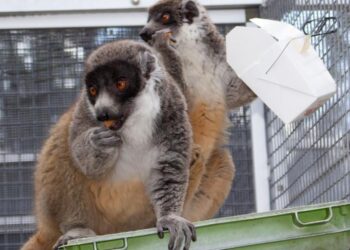 Brown lemurs eating cantaloupe