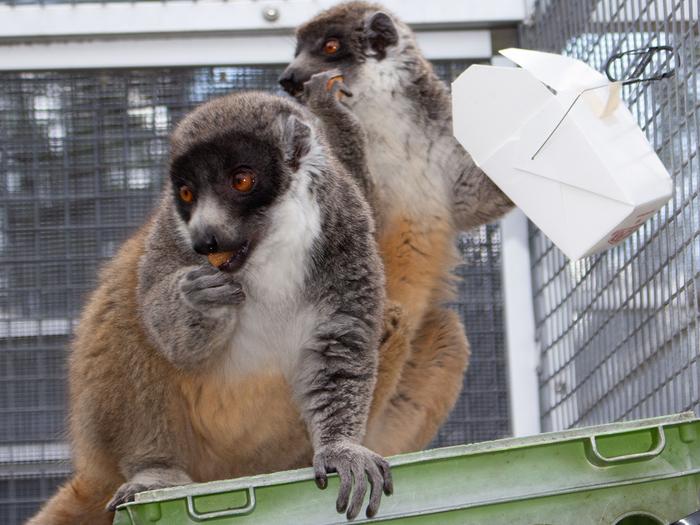 Brown lemurs eating cantaloupe