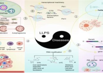LLPS regulates cancer