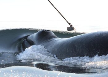 Bowhead whales are tagged in Disko Bay, West Greenland