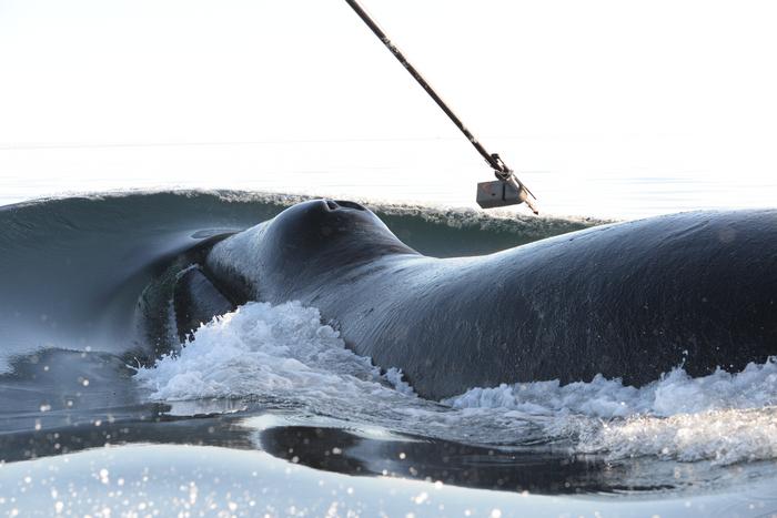 Bowhead whales are tagged in Disko Bay, West Greenland