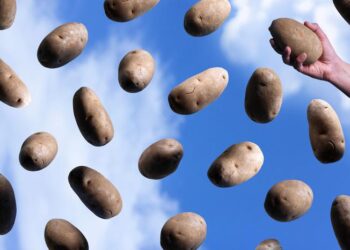 UNLV potato research