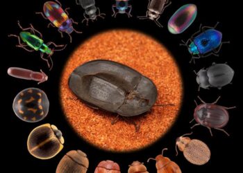 Masters of shape-shifting’: How darkling beetles conquered the world
