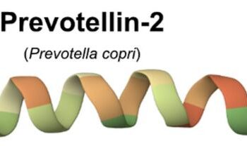 Prevotellin-2