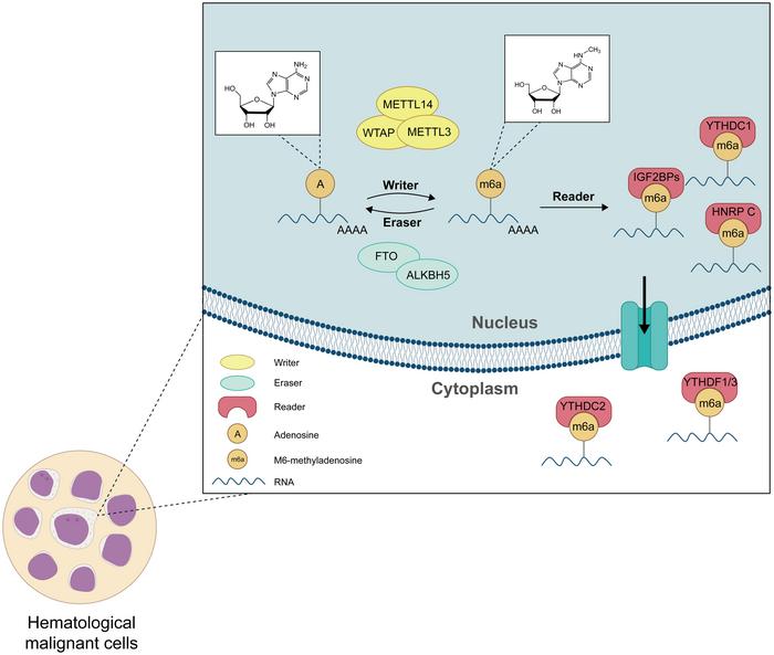 The roles of m6A RNA modification in leukemia