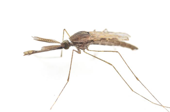 Male mosquito 1