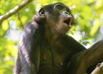 Bonobo vocalizing
