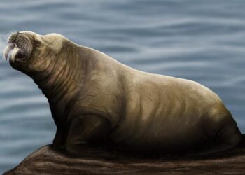 New species of extinct walrus-like mammal discovered in the North