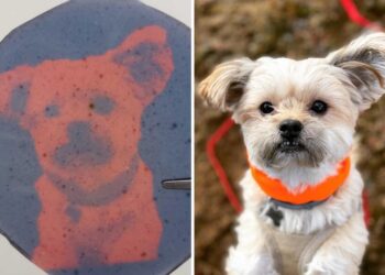 Dog diptych