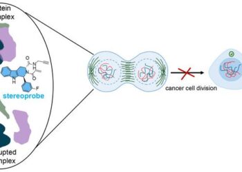 New way to potentially slow cancer growth