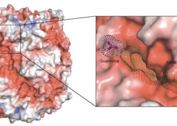 Structure of the guanidinase enzyme of the comammox species Nitrospira inopinata, which converts guanidine into urea. The presumed entrance to a tunnel leading to the active site is highlighted in the left image. In the right section, the tunnel is shown