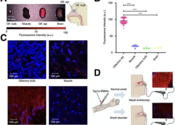 Imaging olfactory epithelium of non-human primates.