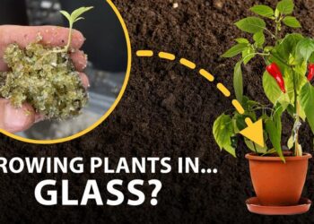 Pilot study uses recycled glass to grow plants for salsa ingredients