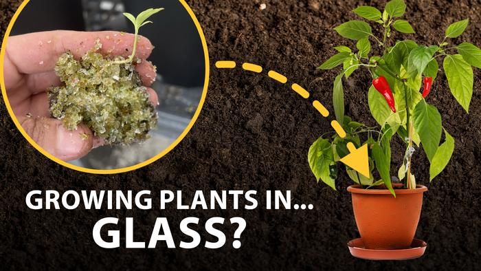 Pilot study uses recycled glass to grow plants for salsa ingredients