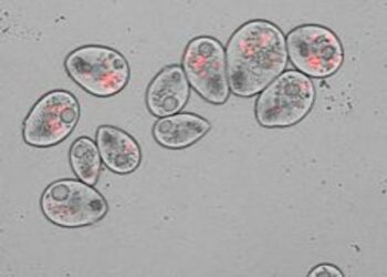 Predation drives opportunistic bacteria to become more virulent