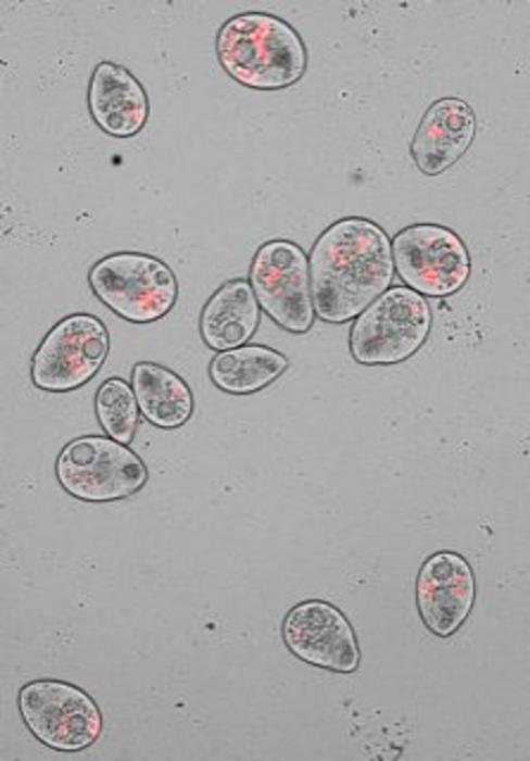 Predation drives virulence in opportunistic bacteria