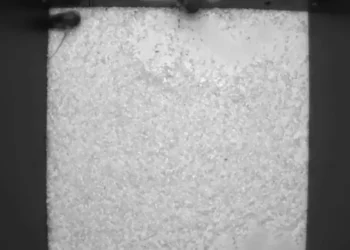 Weighing mice using computer vision