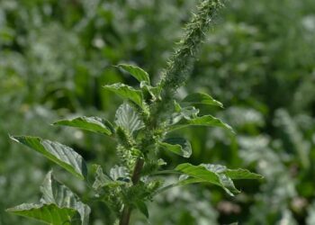 Palmer amaranth