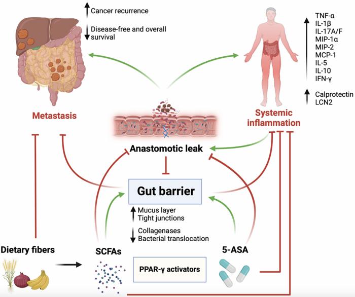 The gut barrier as a gatekeeper in colorectal cancer treatment