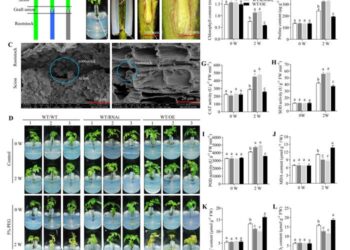 Effect of JrGA20ox1-transformed rootstocks on WT walnut scions.