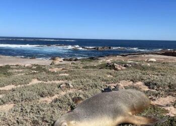 Sea lion camera crews help researchers explore previously unmapped ocean