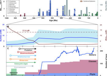 Barium removal and the Cambrian Explosion